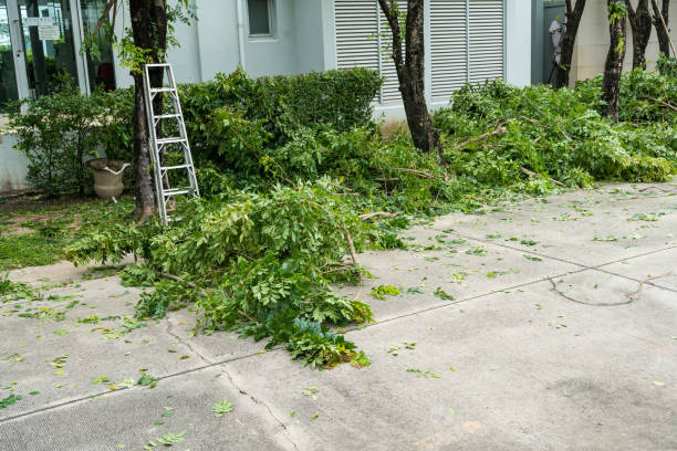 Best Tree Trimming Near Me  in Linden, TN